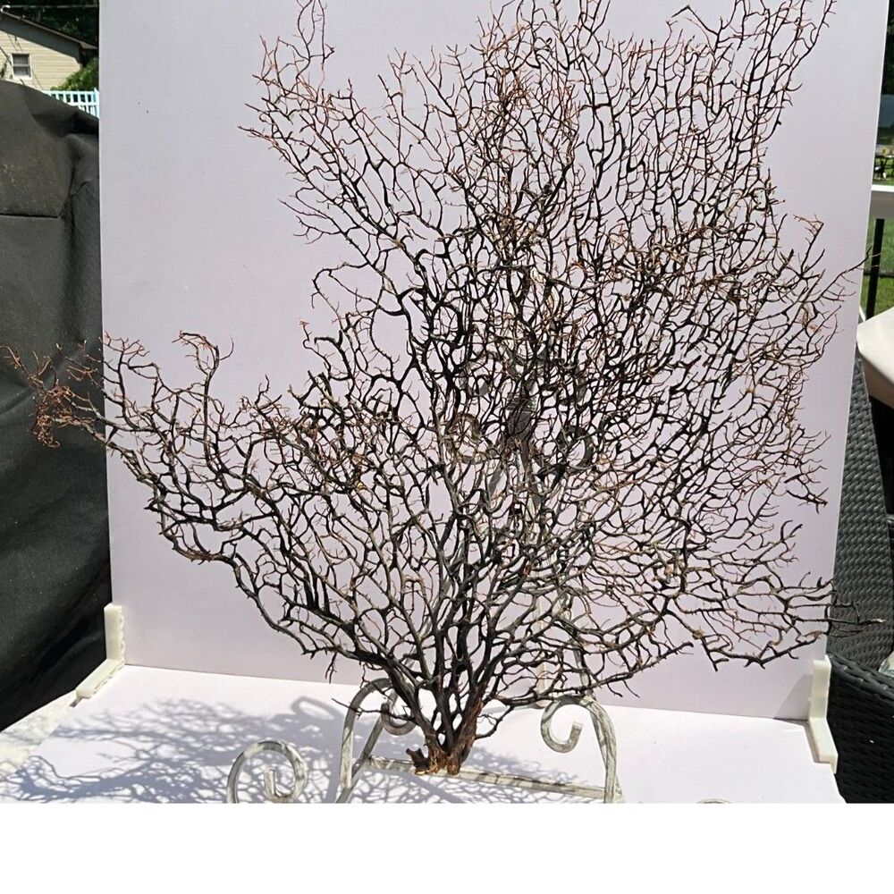 Stunning Gorgonia Sea Fan Huge coastal decor fan must see